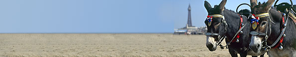 Donkeys on Blackpool beach