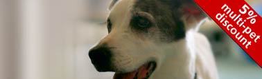 10% online discount. Get a pet insurance quote