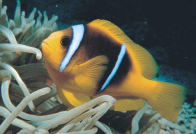 Acquario di Genova