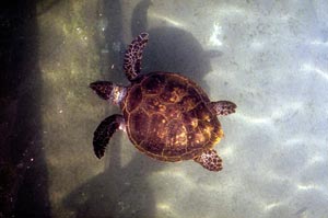 Sea turtle - courtesy of the AA World Travel Library