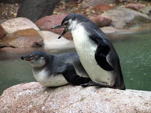 Vogelpark Walsrode 