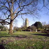 Snowdrops at Kew Gardens, London
