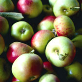 Food festivals galore