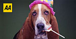 Party animal