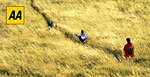 Across the fields