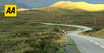 Sheep crossing