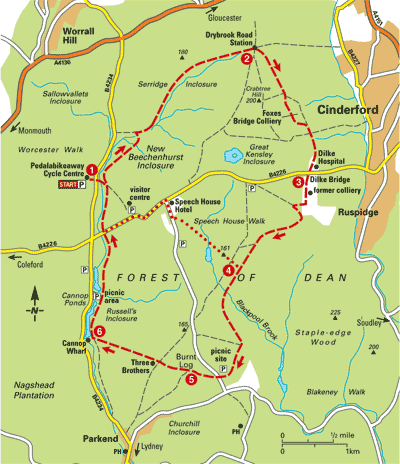 forest of dean family cycle trail