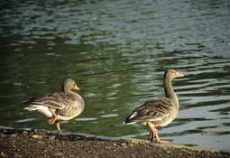 Cambridge_Walks11.jpg