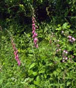 Cornwall_Walks11.jpg