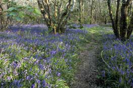 Cornwall_Walks12.jpg