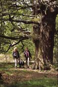 Dorset_Walks11.jpg