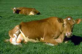 Dorset_Walks33.jpg