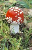 Dorset_Walks41.jpg