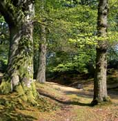 Durham_Walks37.jpg