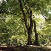 Essex_Walks47.jpg