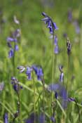 Herts_Walks1.jpg