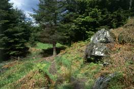 Herts_Walks13.jpg