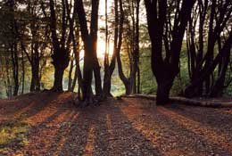 Herts_Walks28.jpg