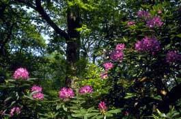 Herts_Walks48.jpg
