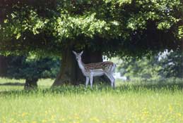 London_Walks47.jpg