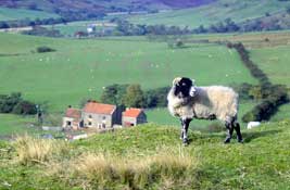 N_Yorks_Walks13.jpg