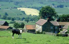 N_Yorks_Walks16.jpg
