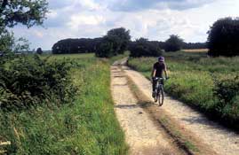 N_Yorks_Walks23.jpg