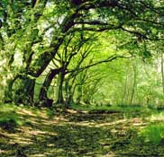 Norfolk_Walks27.jpg