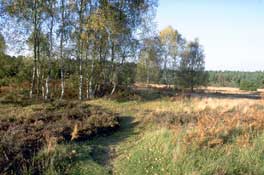 Norfolk_Walks28.jpg