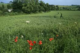 Oxon_Walks22.jpg