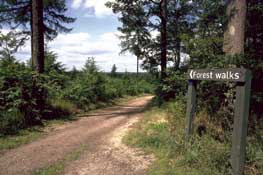 Shropshire_Walks13.jpg