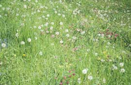 Shropshire_Walks16.jpg