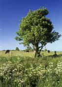 Shropshire_Walks17.jpg