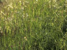 Shropshire_Walks23.jpg
