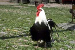 Shropshire_Walks46.jpg