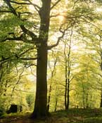 Somerset_Walks11.jpg