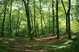 Somerset_Walks17.jpg