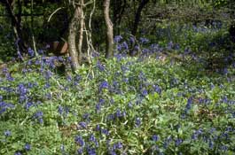Somerset_Walks18.jpg
