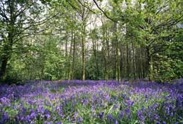 Staffs_Walks16.jpg