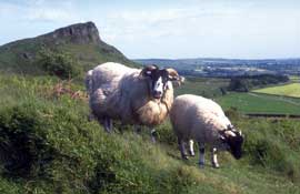 Staffs_Walks3.jpg