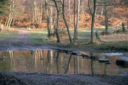 Staffs_Walks38.jpg