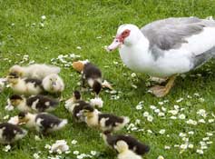 Staffs_Walks7.jpg