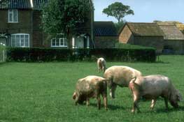 Suffolk_Walks12.jpg