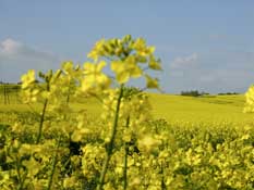 Suffolk_Walks13.jpg