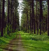Suffolk_Walks2.jpg