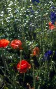 Suffolk_Walks33.jpg