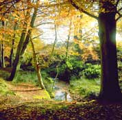 Surrey_Walks11.jpg