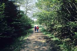 Surrey_Walks13.jpg
