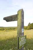 Surrey_Walks31.jpg