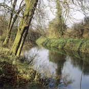 Surrey_Walks36.jpg